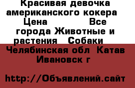 Красивая девочка американского кокера › Цена ­ 35 000 - Все города Животные и растения » Собаки   . Челябинская обл.,Катав-Ивановск г.